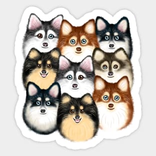 Cute Pomsky Dogs Sticker